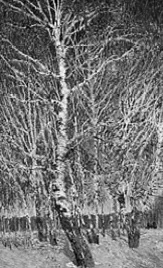И. Э. Грабарь. И. Э. Грабарь.